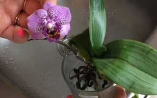 На сколько ставить орхидею в воду
