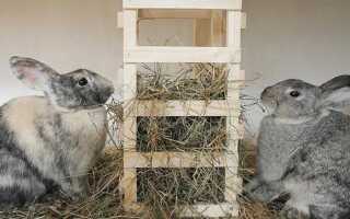 Правильное кормление кроликов в домашних условиях