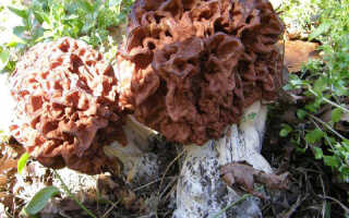 Несъедобные грибы беларуси фото и название