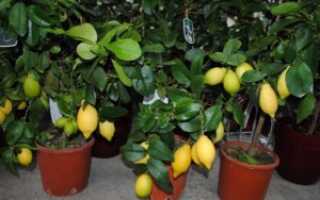 Как прорастить косточку лимона в домашних условиях