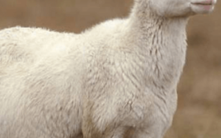 Как узнать беременность овца