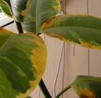 Ржавые пятна на листьях комнатных растений