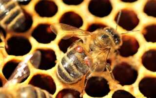 Инструкция по применению бипина для обработки пчел
