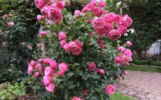 Роза ред леонардо да винчи энциклопедия роз