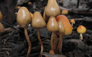 Галюцегенные грибы как употреблять