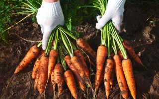 Можно ли посадить морковь в июне