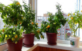 Как выращивать балконные помидоры
