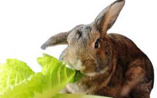 Можно ли кроликам китайскую капусту