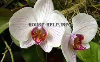 Система автополива для орхидей