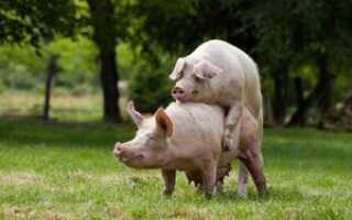 Как определить когда свинья гуляет