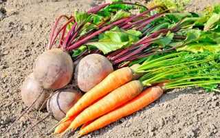 Как правильно сажать свеклу и морковь
