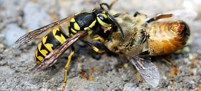 Как защитить пчел от ос