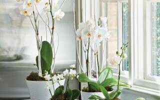 Куда ставить орхидеи дома