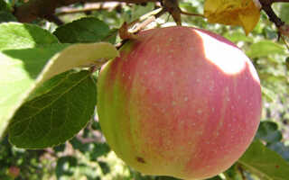 Сорт яблони брусничное фото и описание сорта