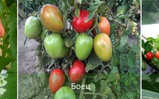 Сорта помидоров без пасынкования для теплиц