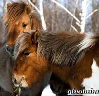 Якутская порода лошадей фото