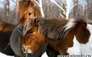 Якутская порода лошадей фото