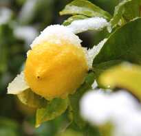 Можно ли заморозить лимоны на зиму