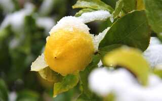Можно ли заморозить лимоны на зиму