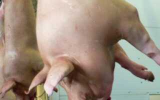 Как правильно резать свинью в шею