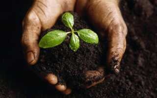 Как определить плодородие почвы