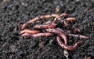 Как выращивать червей в домашних условиях видео