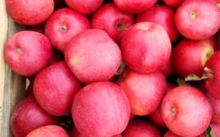 Яблоко ягода или фрукт википедия