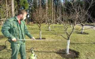 Опрыскивание садовых деревьев осенью