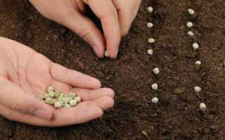 Как посадить семена гороха