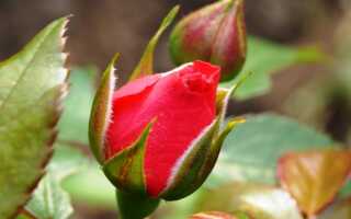 Лучшие плетистые розы для сибири