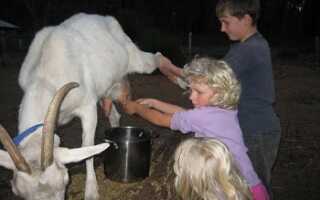Сколько раз надо доить козу в день