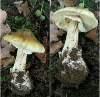 Ядовитые грибы ленинградской области фото и описание