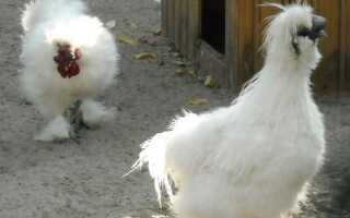 Китайская шелковая курица описание породы