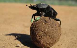 Навозный жук катает шарики