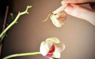Орхидея отцвела что делать с цветоносом видео