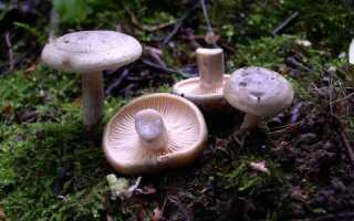 Маринованные грибы серушки рецепт