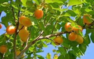Как омолодить абрикосовое дерево