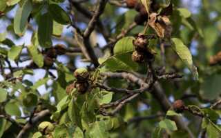Сколько лет живет грецкий орех дерево