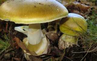 Не съедобные грибы приморья фото и название