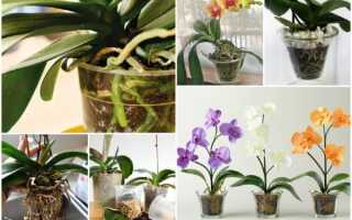 Когда можно сажать семена орхидеи
