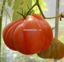 Сорт томата инжир красный
