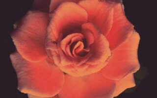 Роза шантре фото и описание