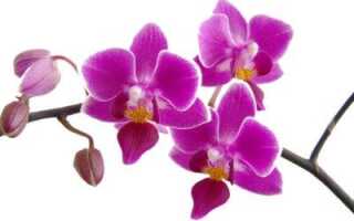 Как обрезать листья у орхидеи