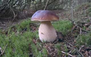 За сколько вырастает белый гриб
