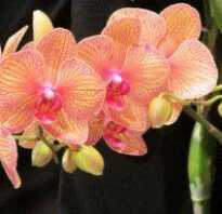 Подкормка орхидеи во время цветения