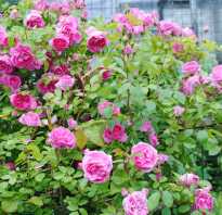 Роза канадская парковая модэн сентенниал
