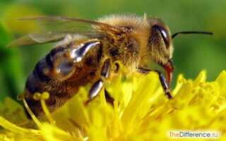 Чем отличается пчела от шмеля