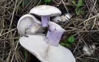 Как жарить синюю ножку грибы