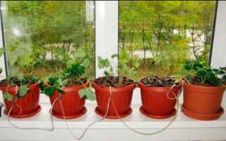 Как выращивать гидропон в домашних условиях