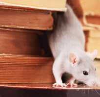 Народные методы борьбы с мышами в доме